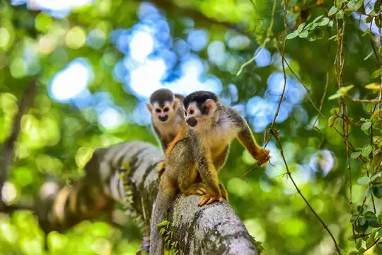 Manuel-Antonio-Nationalpark
