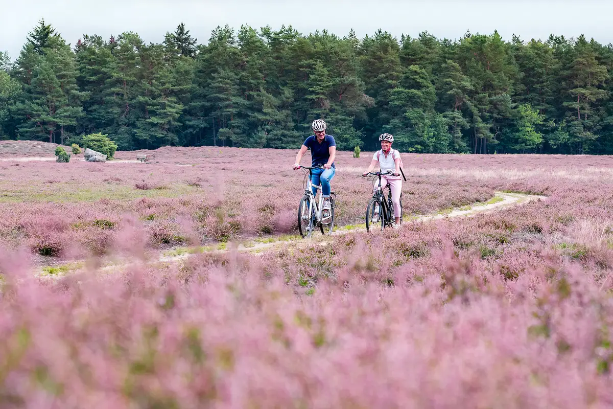 Heideblüte & Wellness